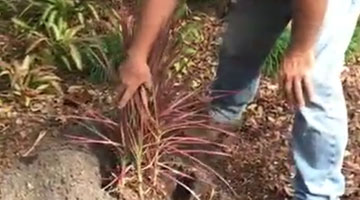 How to plant a shrub